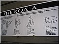 14 Illustration of sleeping postures of koalas - part II (taken by Meimei).jpg
