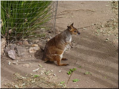 01 A red-legged kangaroo.jpg