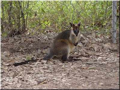 02 A black-appearance kangaroo.jpg