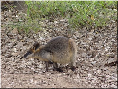 03 Another black-appearance kangaroo.jpg