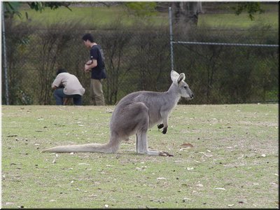 04 An easter grey kangaroo.jpg