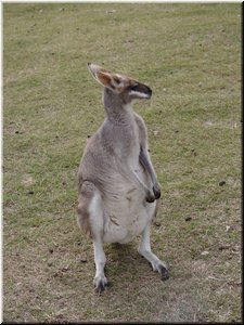 05 A standing kangaroo.jpg
