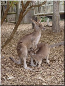08 A mother kangaroo feeding a baby.jpg