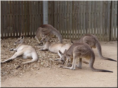 09 Resting Kangaroos.jpg