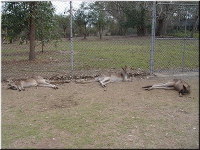 10 Resting kangaroos.jpg