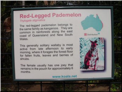 11 Illustration of red-legged kangaroos, called pedemelons.jpg
