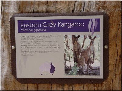12 Illustration of eastern grey kangaroos.jpg