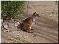 01 A red-legged kangaroo.jpg