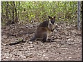 02 A black-appearance kangaroo.jpg