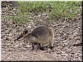 03 Another black-appearance kangaroo.jpg