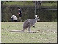 04 An easter grey kangaroo.jpg