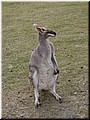 05 A standing kangaroo.jpg