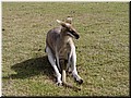 06 A sitting kangaroo.jpg