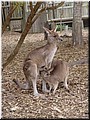 08 A mother kangaroo feeding a baby.jpg