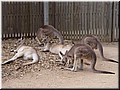 09 Resting Kangaroos.jpg