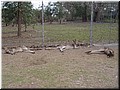 10 Resting kangaroos.jpg