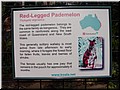 11 Illustration of red-legged kangaroos, called pedemelons.jpg