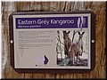 12 Illustration of eastern grey kangaroos.jpg