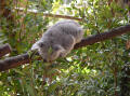 A koala eating eucalypt tree leaves
