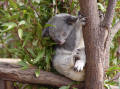 Koalas sleep and eat.