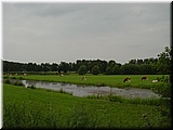 Day 08.07 (Holland)-A typical countryside scene with kettles in Holland (seen on the way to Kruller-Muller Museum in Otterlo).jpg