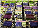 Day 11.02 (Holland)-Flower carts in the market.jpg