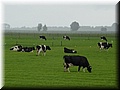 Day 09.03 (Holland)-A scene seen on the train.jpg