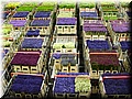 Day 11.02 (Holland)-Flower carts in the market.jpg