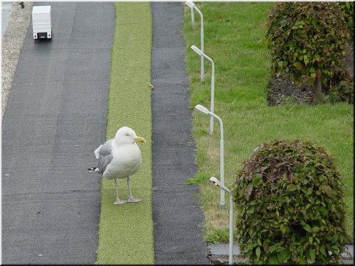 12 A gull seen in the park.jpg