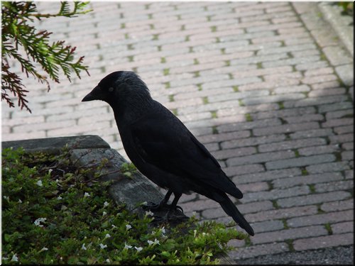 14 Another crow.jpg