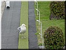 12 A gull seen in the park.jpg