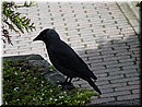 14 Another crow.jpg