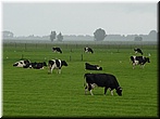 Day 09 (Holland) -Deep into the dairy country.jpg