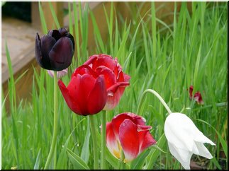 04 Pretty poppy flowers.jpg