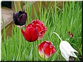 04 Pretty poppy flowers.jpg