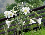 White lily flowers seen in Bruwan