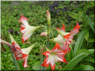 17 Red lily floweres.jpg