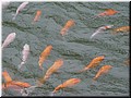 06 Colorful carps in another pond.jpg