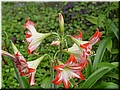 17 Red lily floweres.jpg