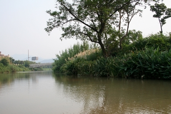 I-7-07-01-Xixi Wetland Park - a new wetland park