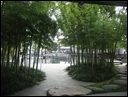 07-A bamboo garden.jpg