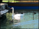 D03_02-02-02_Swan in Bled Lake (Slovenia).jpg