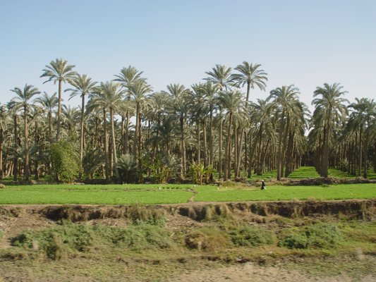 Egypt 2004---D03-01-01 Date Trees seen along a Nile River branch on way to Dashur.jpg