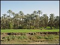 Egypt 2004---D03-01-01 Date Trees seen along a Nile River branch on way to Dashur.jpg