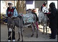 Egypt 2004---D05-03-06 The donkey ridden by Meimei.jpg