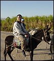 Egypt 2004---D05-03-08 Like a donkey hero.jpg
