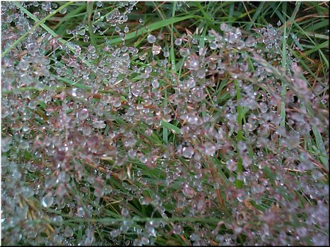 53 Pretty dews in Scotland Highland, Uk.jpg