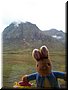 51 Peter Rabbit in Scotland Highland, UK.jpg