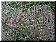 53 Pretty dews in Scotland Highland, Uk.jpg