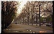 03-30-05-02 Beautiful road trees in perspective of Champse-Elysees Boulevard.jpg